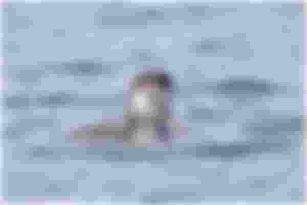 image alt text